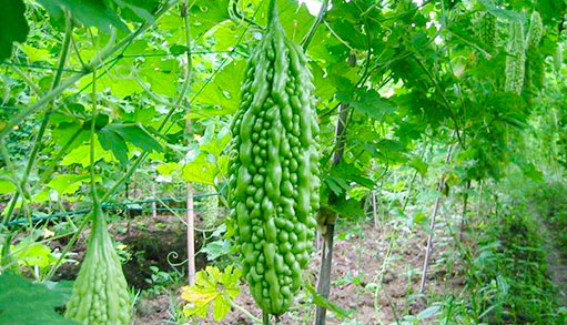 湘潭虹采生態(tài)農(nóng)業(yè)開發(fā)有限公司_湘潭蔬菜配送|湖南果蔬種植基地|蔬菜種植