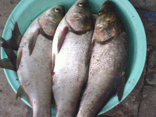 鰱魚(yú)